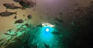 Salmon Exposed to Cocaine Swim Farther, Signaling Environmental Drug Pollution