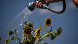 Record-Breaking Heat Seizes the U.S. as El Niño Looms and Wildfires Rage