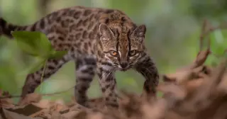 Bolivia Discovers Leopardus tilcayo, a New Wild Cat Species After a Century