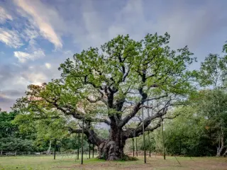 1,000-Year-Old Major Oak Dies in Sherwood Forest Amid Heatwave Struggles