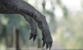 Tiny Arms, Mighty Jaws: A New Take on Why T. rex Shrunk Its Forelimbs