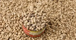 Gut Microbiome Transplants Show Early Hints of Peanut Allergy Tolerance