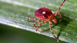 New York Detects Bourbon Virus Case, Spotlighting Tick-Borne Disease Risk