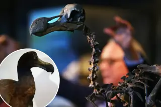 New Skull Study Rewrites the Dodo’s Brainy Image