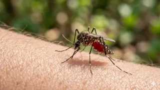 Google Proposes 32 Million Sterile Mosquito Release to Fight Mosquito-Borne Disease