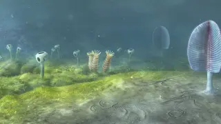 Molecular Clocks Push Animal Origins Back 200 Million Years