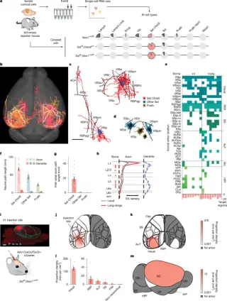 Sparse long-range interneurons orchestrate cortical synchrony to propel sleep