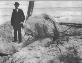 Trunko Unmasked: White Sea Monster Actually a Decomposing Whale