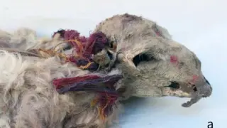 Archaeologists Reveal Inca Rituals Involved Burying Decorated Llamas Alive