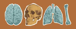 Shin Tapping May Heal Brain Injuries via Bone Protein Signal