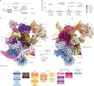 Cryo-EM reveals sequential mechanism for human spliceosome termination and intron decay