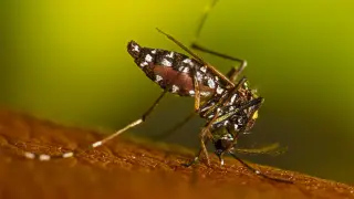 First locally acquired dengue case reported in Virginia