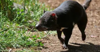 Tasmanian devil Mary remains at large after escape from Gold Coast wildlife park