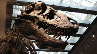 Teeth as thermometers place T. rex among warm-blooded giants