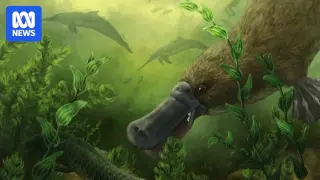 Ancient toothed platypus fossils push dental history back 25 million years