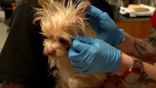 Tick bites spike nationwide, experts say pets are usually the gateway