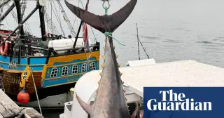 Six-decade comeback: Bluefin tuna spotted off Yorkshire coast