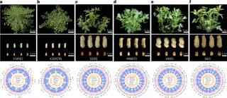 Peanut genomes illuminate domestication, subgenome evolution, and oil traits