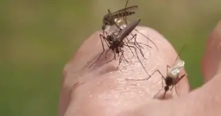 West Nile virus detected in Minnesota mosquitoes across three counties
