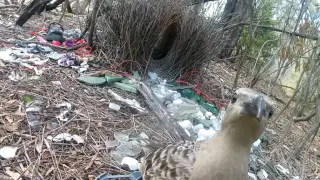 City-sparked showmanship: urban bowerbirds dazzle with human-made trinkets