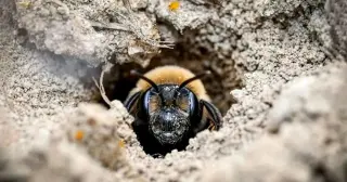 Ithaca Cemetery Reveals Hidden Colony of 5.5 Million Miner Bees