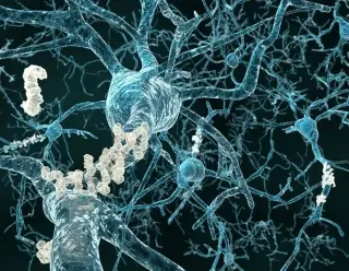 SuperAgers’ Sharp Memory Defies Simple Genetic Explanation