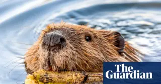 US Rabies Alarm: Worries Rise While Case Increase Remains Unclear