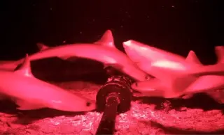 Deep-Sea Night-Vision Dive Reveals First Live Indonesian Houndshark and More