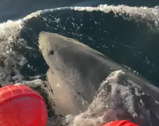 Great White Contender on 7,000-Mile North Atlantic Trek Toward Cape Cod