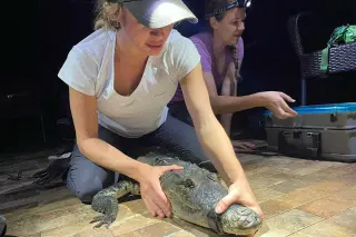 Night Swim With Alligators Becomes Close Call for Wildlife Researcher