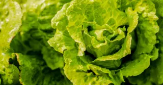 Michigan ends lettuce warning as cyclosporiasis cases fall