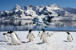 Penguin Guano Fuels Green Algae, Accelerating Antarctic Snowmelt