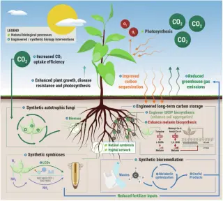 Synthetic biology targets soil fungi to boost carbon sinks and ecosystem resilience
