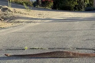 Viral photo shows unusually fat rattlesnake, stunning viewers