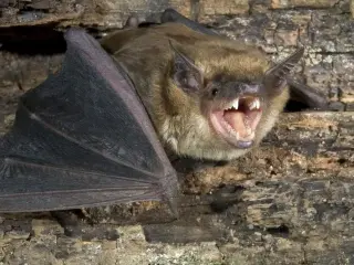 Rabid Bat Forces Rabies Concern After Vista Restaurant Sighting