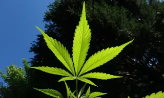 DEA Opens Registration Portal as Medical Cannabis Gains Federal Protections