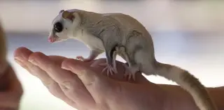 Emotional Bias in Science: Why Researchers Ignore the Majority of Animal Species