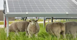 Shade-grown solar pastures fuel lamb health with less grass