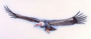Argentavis: The Miocene Giant with a 7-Meter Wingspan