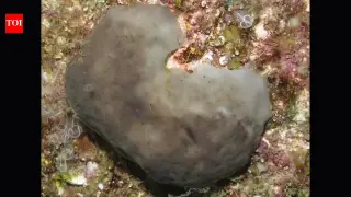 Hardy sea sponge shows potential as a natural harbor cleaner in polluted Spain