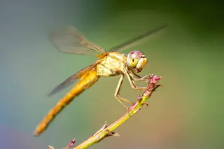 Dragonfly Vision Reveals Deeper Red Light, Paving Optogenetics Advances