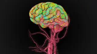 Blood Immune Cells Enter the Aging Brain, Reshaping Brain Immunity
