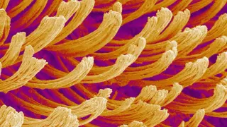 Tiny Hairs, Mighty Grip: Gecko Feet Under the Microscope
