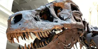 Iridescent feathers unlock clues to a 66-million-year-old dinosaur mystery