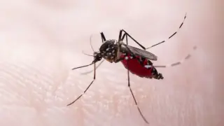 Florida Dengue Outbreak Turns Deadly as Local Transmission Surges