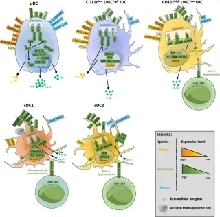 Lab-made synthetic cell completes its first division