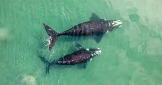 Drones Capture Sperm Whales Using Heads in Rare Head-On Encounters