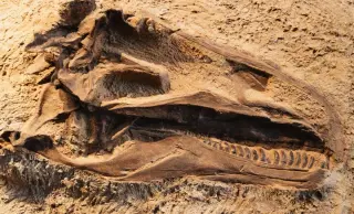 Spain Unveils Europe’s Most Complete Stegosaur Skull, 150 Million Years Old