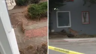 SF Mountain Lion Captured After Tense Outer Sunset Standoff