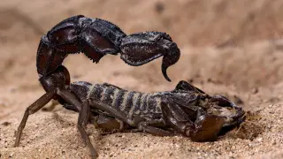 Scorpions Get Metallic Armor: Metals Harden Stingers and Claws